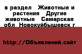  в раздел : Животные и растения » Другие животные . Самарская обл.,Новокуйбышевск г.